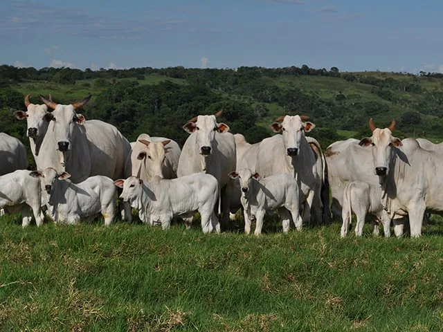 Demanda fraca e menor interesse dos frigoríficos pressionam preço do boi gordo