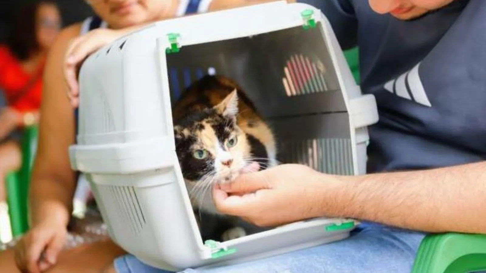 DF oferece 1,8 mil vagas de castração gratuita para cães e gatos