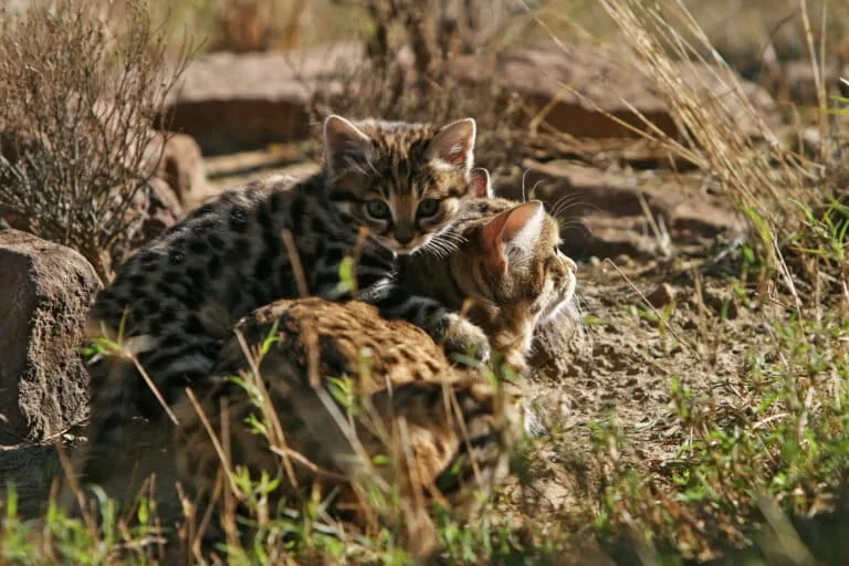 Menor felino selvagem da África utiliza tocas de roedores abandonadas para criar filhotes