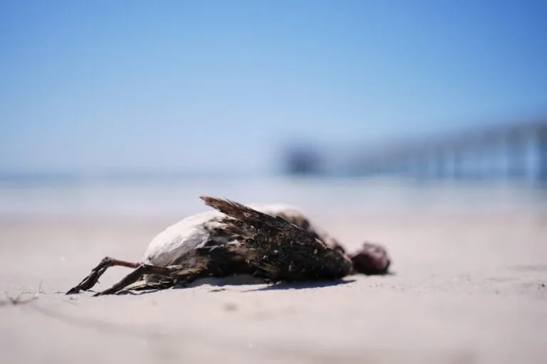 A marine heat wave caused seabird deaths off California. El Nino could worsen the die-off