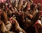 Ovos orgânicos têm impacto climático pior que ovos de galinhas em gaiolas