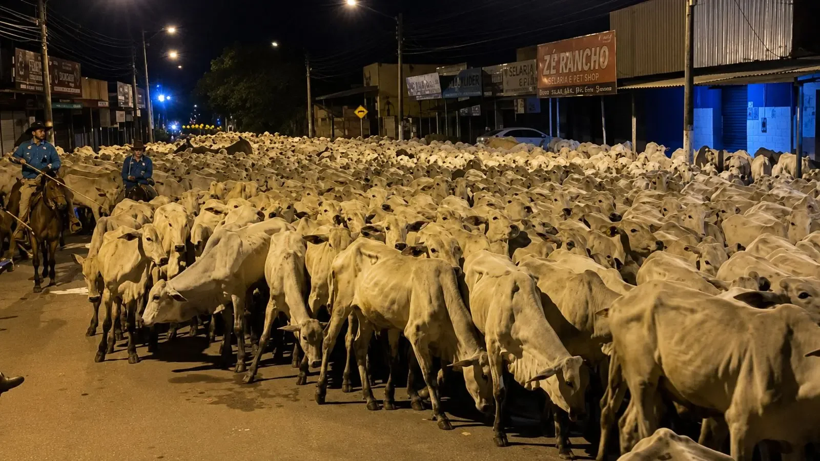 ‘Mar de bois’: boiada com 1,4 mil animais chama atenção na Cidade de Goiás