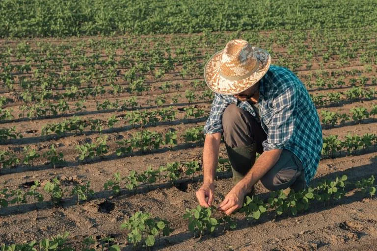 Dia da Agricultura Familiar: setor responde por 40% do PIB agropecuário do RS