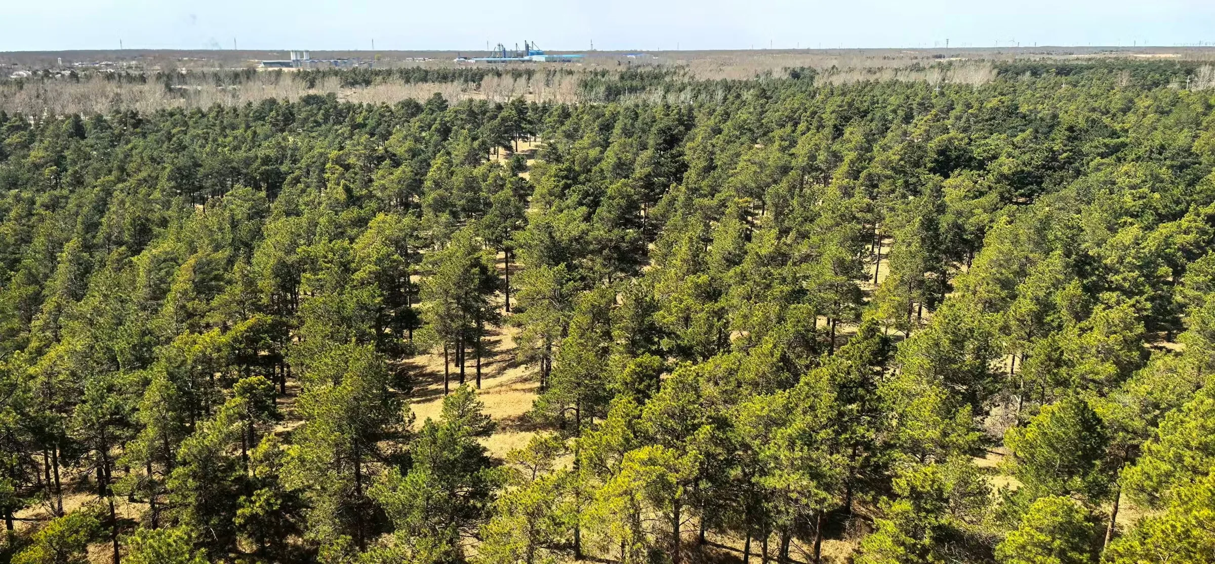 China planta 66 bilhões de árvores e impacta o meio ambiente