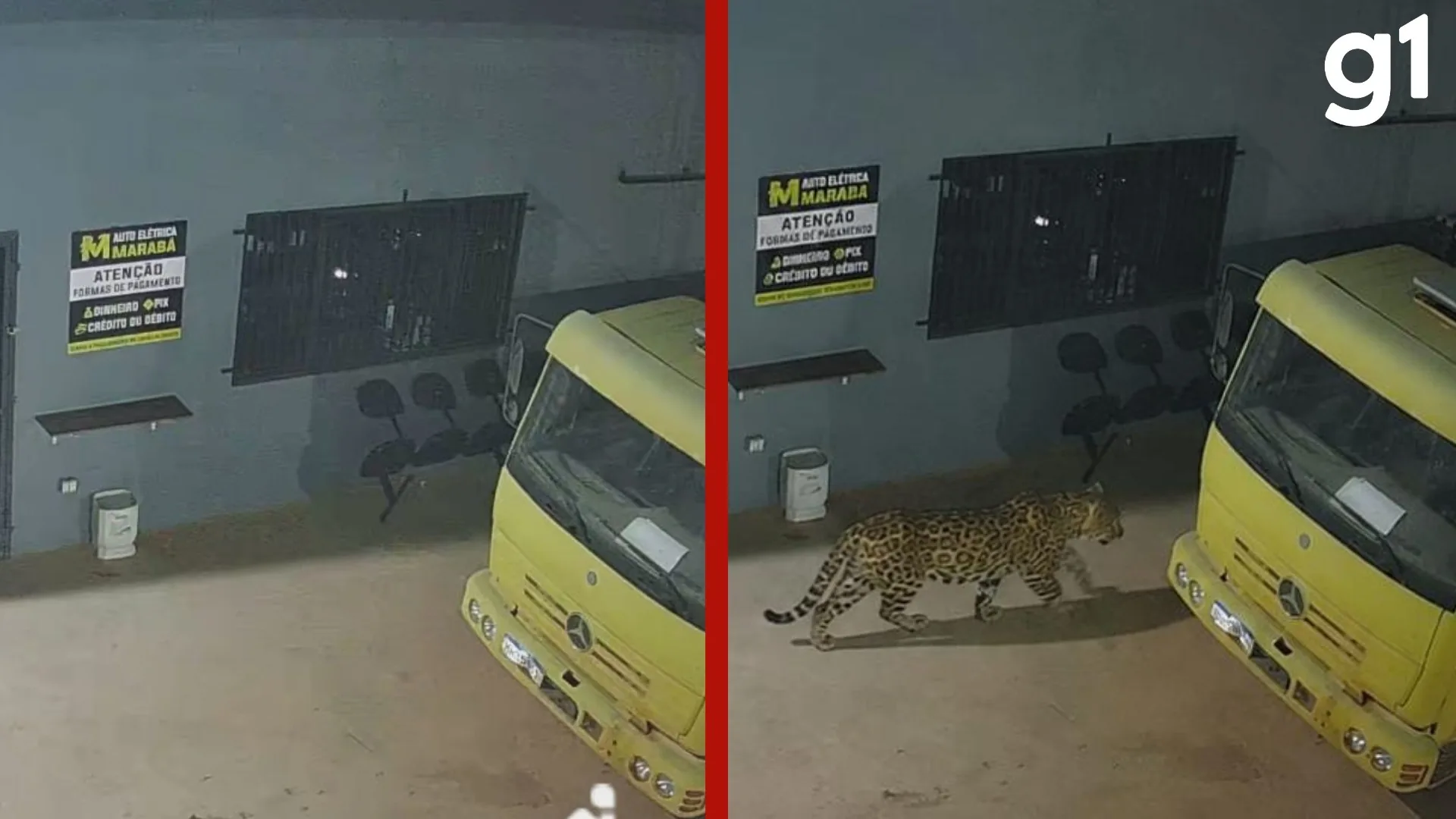 Funcionários faltam ao trabalho após montagem de onça feita com IA em MT