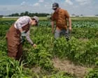 Pequenos agricultores criticam cortes do governo Trump
