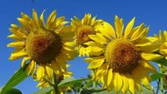 Onda de calor no Reino Unido traz sol intenso e temperaturas acima de 30°C