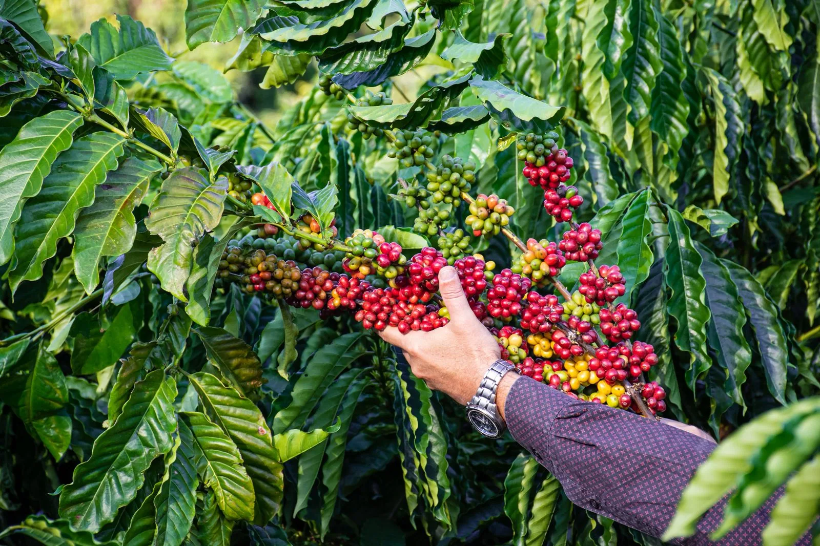 Colheita de café no momento certo impulsiona rendimento, aponta estudo da Ufes