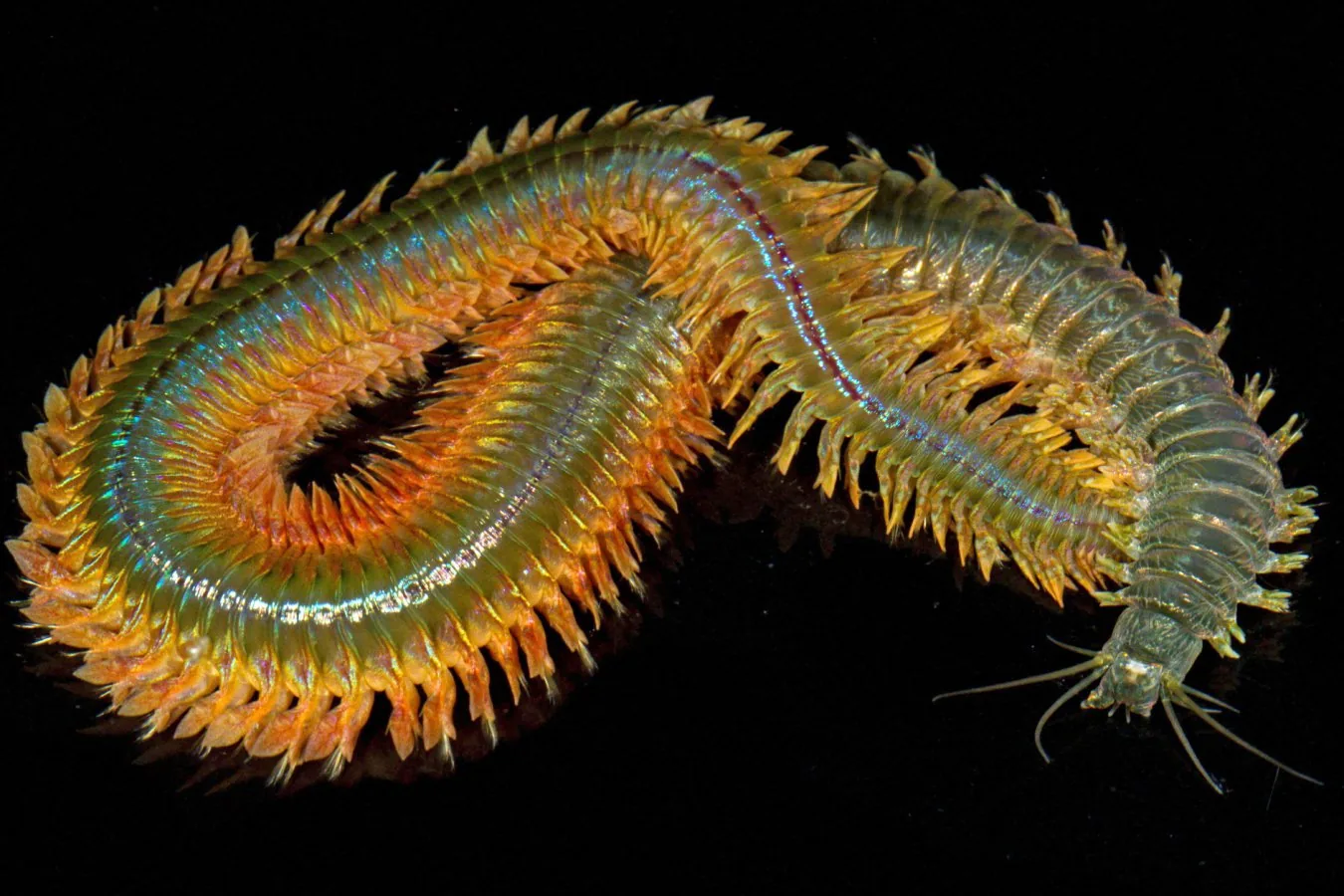 Descoberta de material bio-metal em mandíbulas de minhocas marinhas