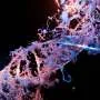 Nova técnica CRISPR possibilita controle da produção de proteínas em células