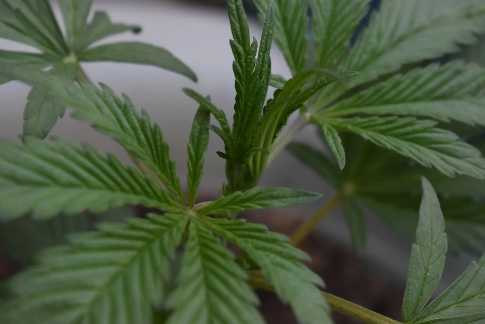 Dezoito estados dos EUA permitem cultivo caseiro de cannabis