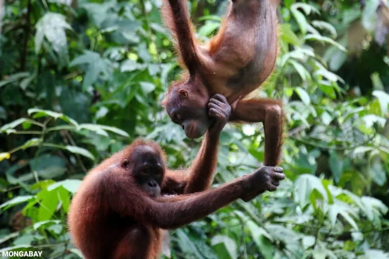 Major orangutan study finds Sumatran population fell nearly 20% despite slower forest loss