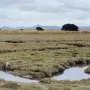 Relatório detalha caracterização ecológica de turfeiras e lagoas costeiras na UE
