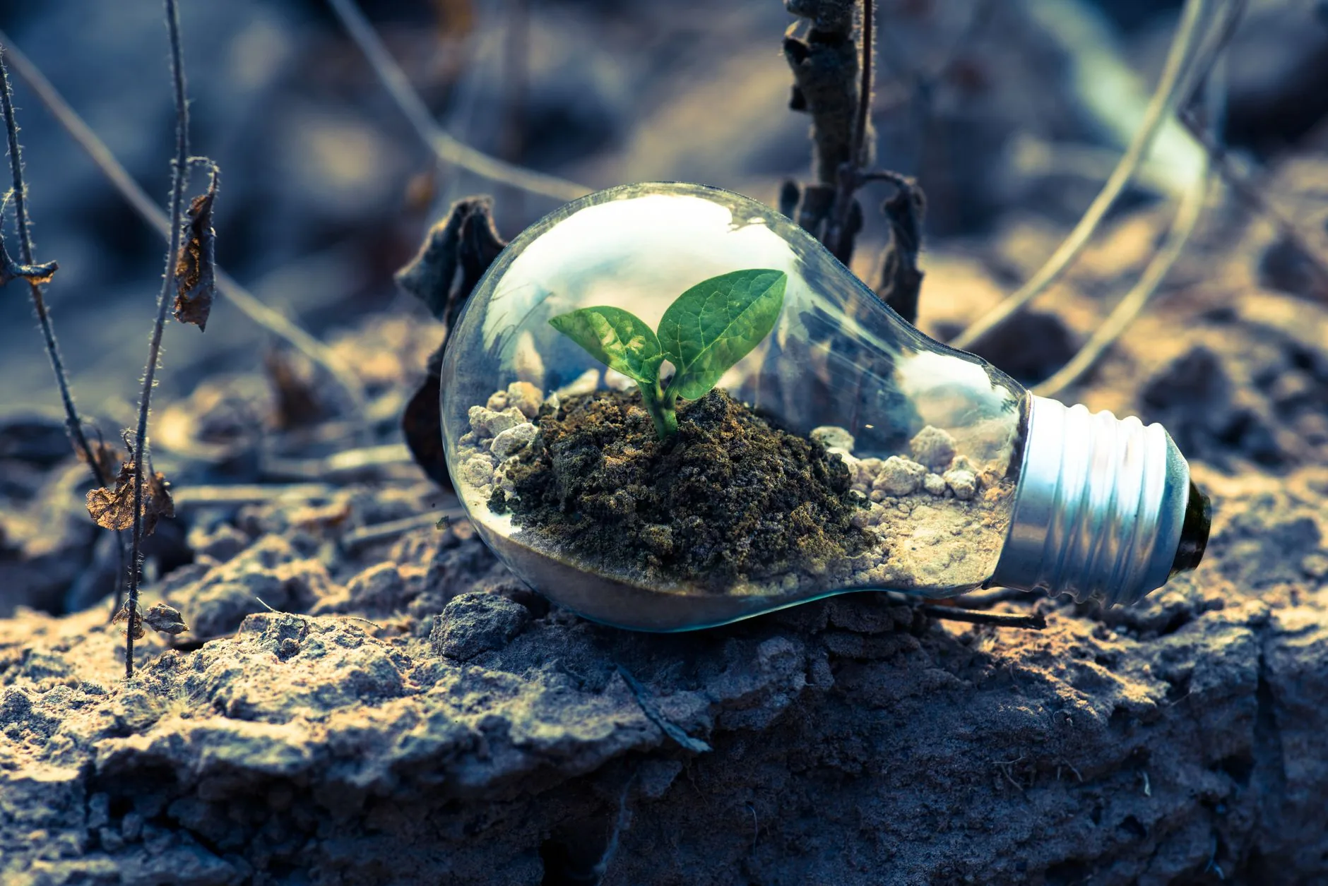 Contexto: A Urgência da Sustentabilidade em Tempos de Crise Ambiental