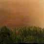 Estudo revela que rouxinóis podem não fugir de fumaça de incêndios florestais
