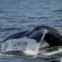 Sightings of humpback whales surge in Rio de Janeiro, fueling demand for whale-watching trips