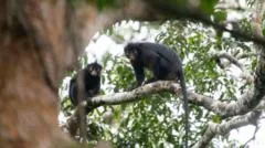 Nova espécie de macaco com lábios laranja é descoberta na República Democrática do Congo