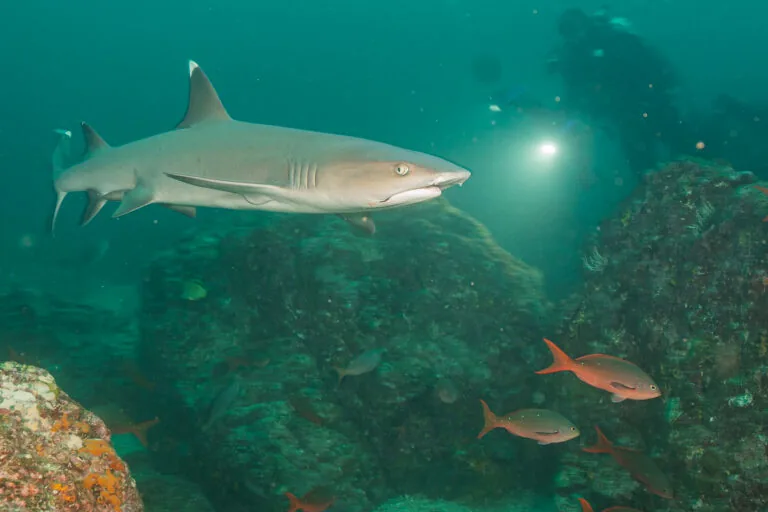 What happened to the vessels Panama busted in 2025 for fishing in its flagship MPA?