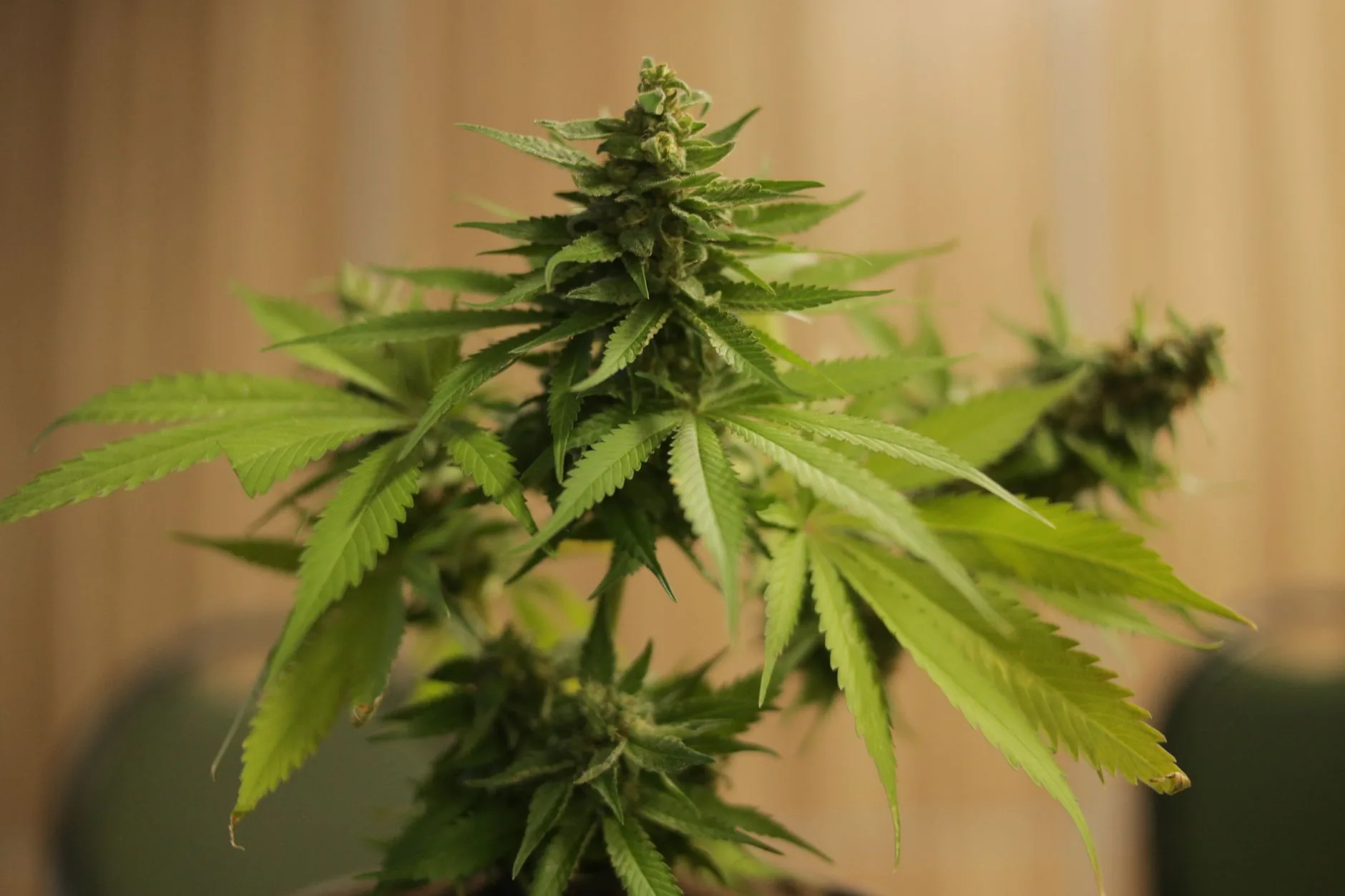 Governadores e prefeito de direita dificultam acesso à cannabis medicinal pelo SUS