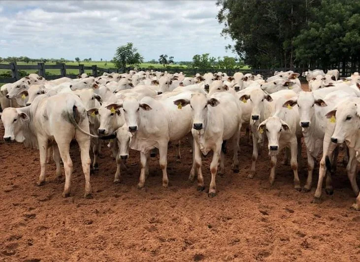 Preços do boi gordo ensaim nova alta; confira as cotações do dia