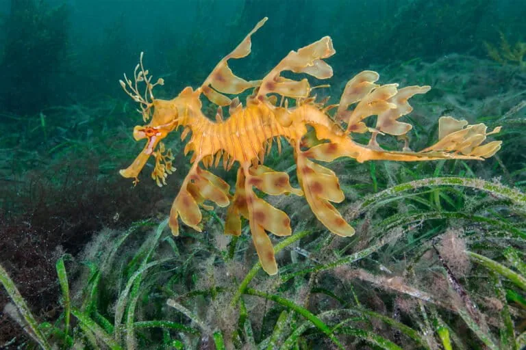 Meadows de gramíneas marinhas da Austrália enfrentam desafios climáticos