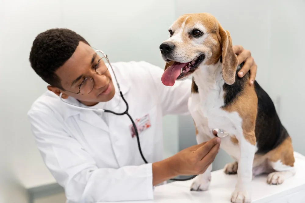 Montes Claros vai ganhar Unidade Básica de Saúde para cães e gatos