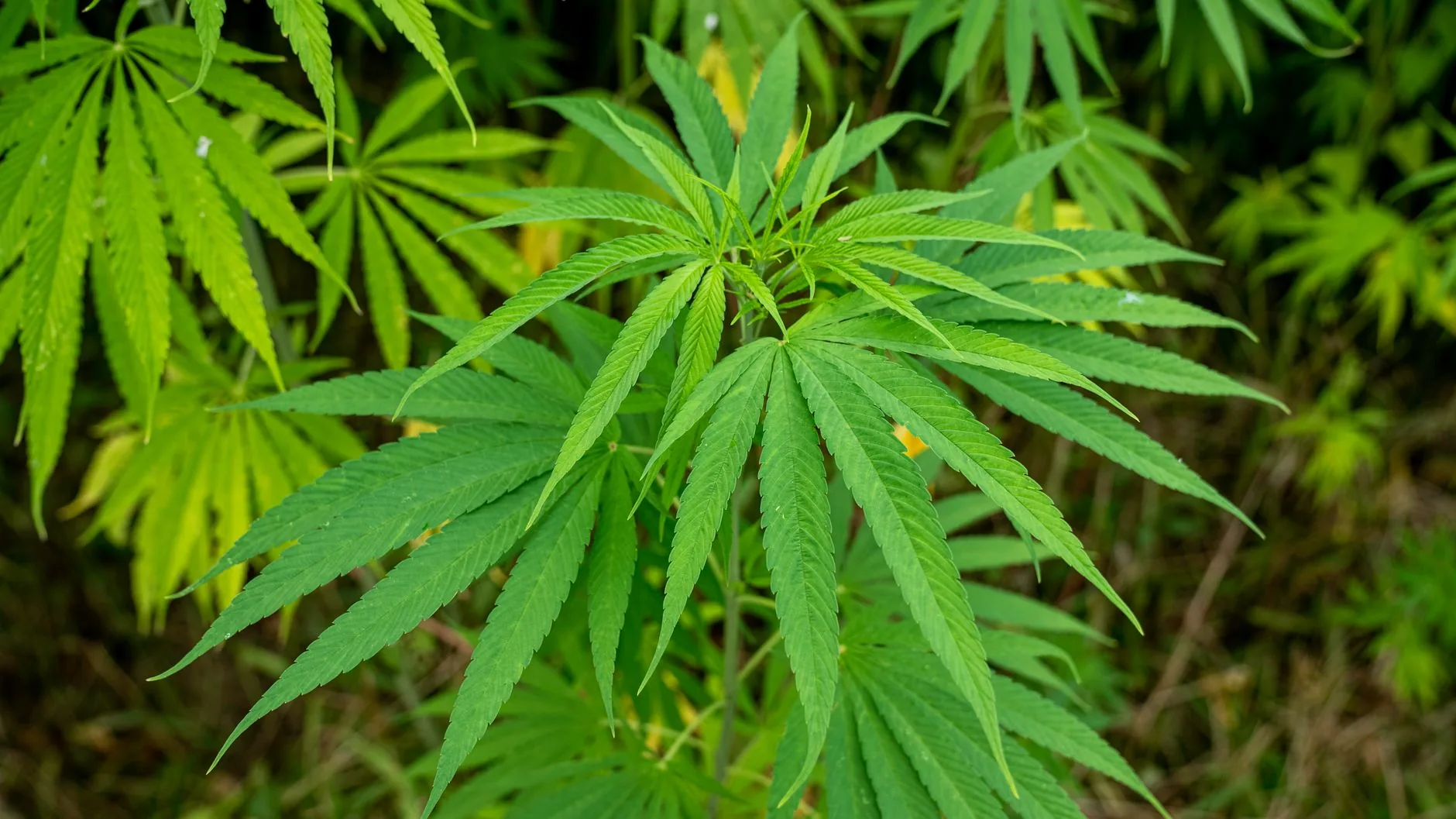 Entenda: O Uso da Cannabis Medicinal e Seus Desafios no Brasil