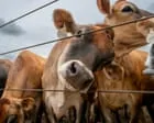 Experts warn of ways screwworm could spread in the US and new difficulties in keeping it at bay