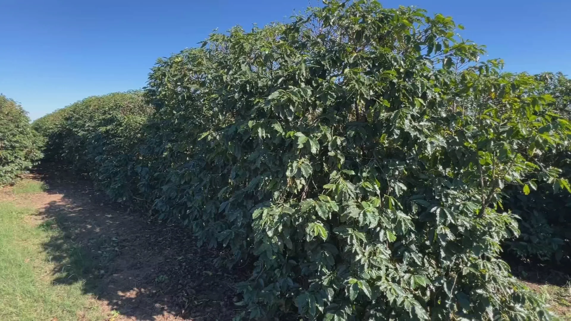 Temporais afetam cafezais em SP e colheita é acelerada