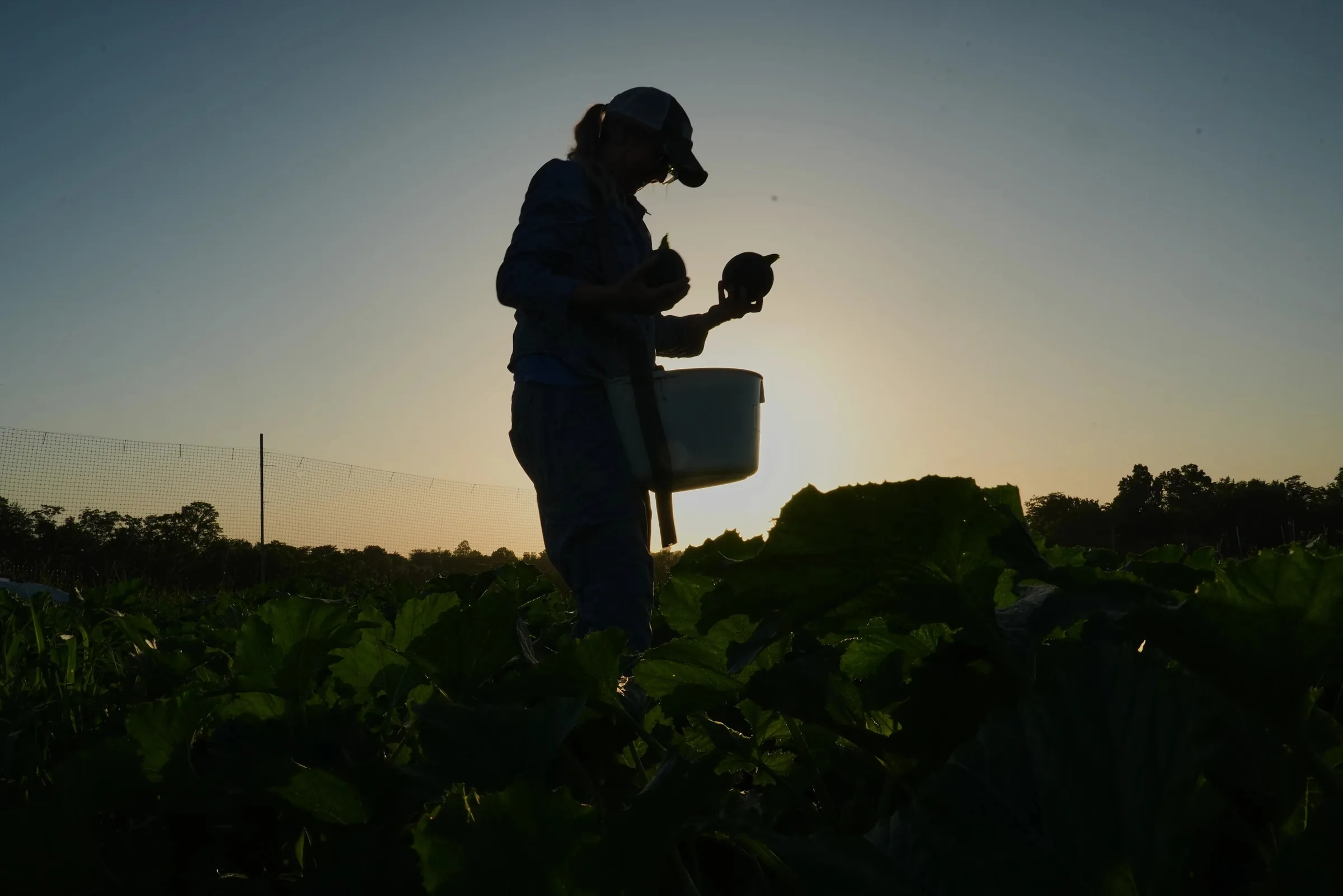 Agricultores nos EUA enfrentam calor extremo com novas estratégias