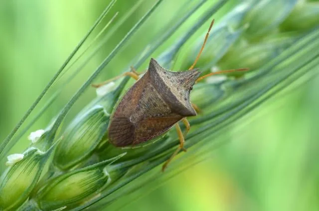 Pesquisadores desenvolvem método natural para combater pragas do milho