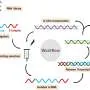 The hunt for a natural molecule that can release cellular energy