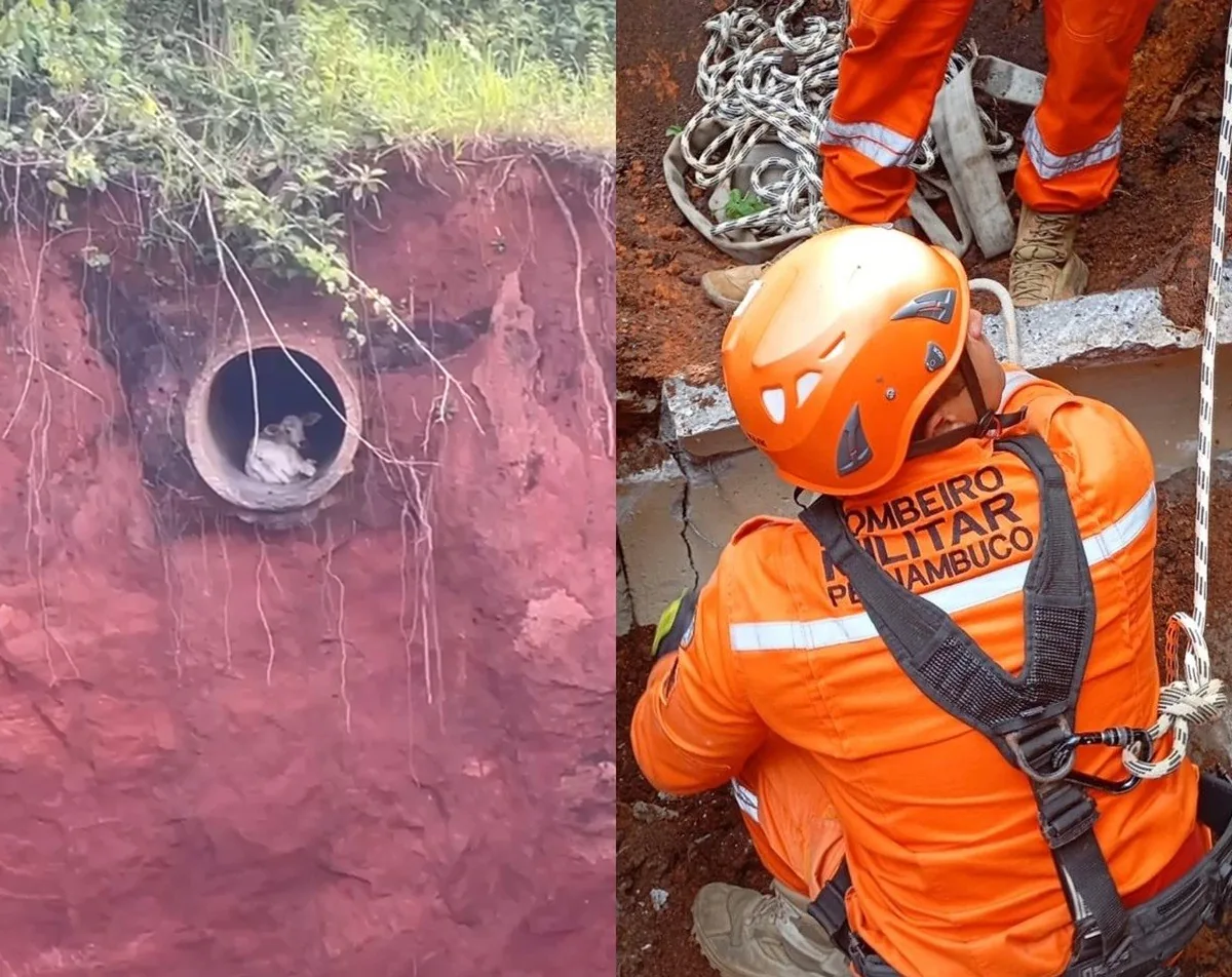 Bombeiros resgatam bezerra presa em tubulação em Pernambuco
