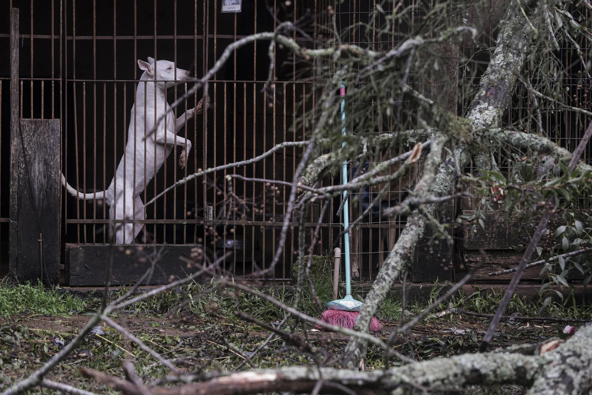 Santuário com 300 animais resgatados sofre nova destruição no RS