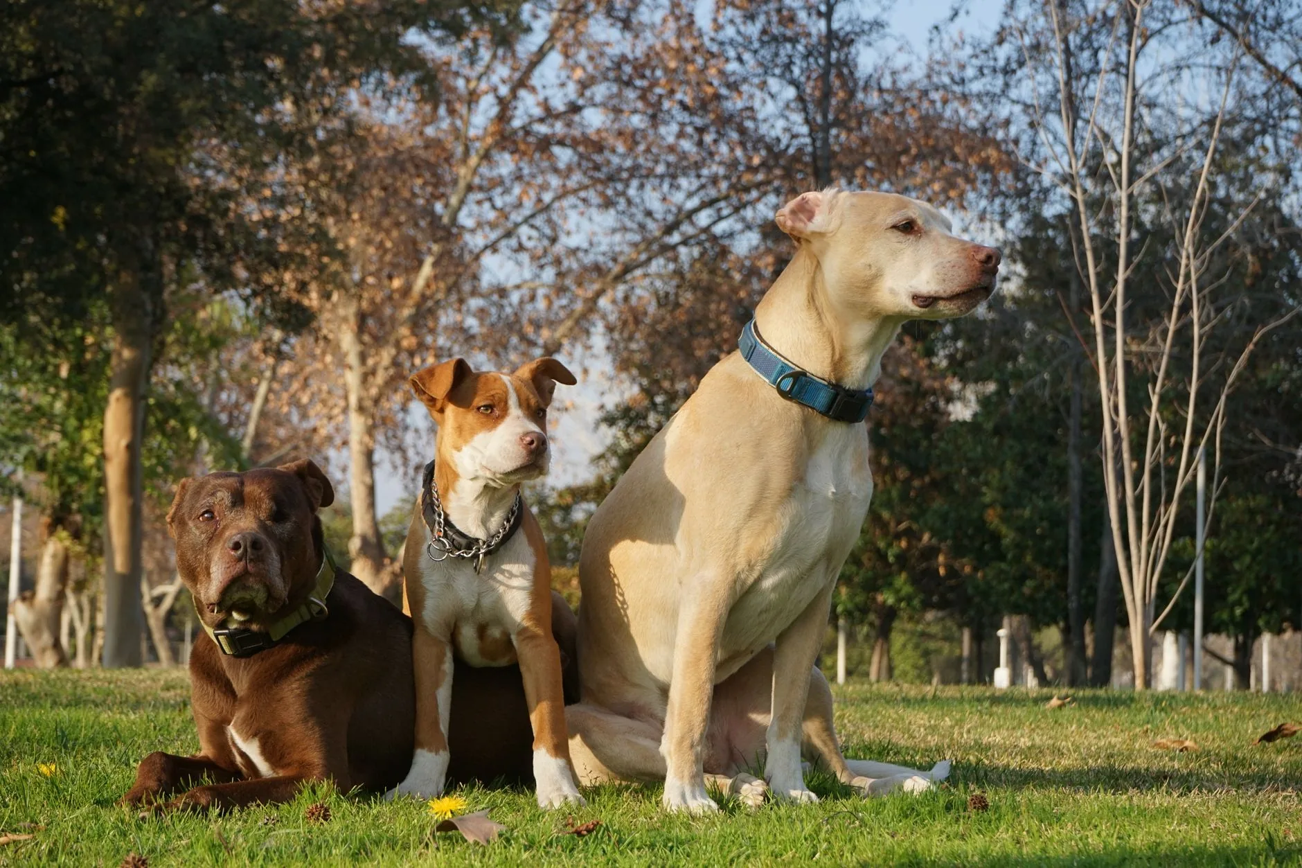 Entenda: O Ataque do Pitbull em Divinópolis e suas Consequências