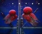 Peixes híbridos criados pelo homem ameaçam biodiversidade em lago das Filipinas