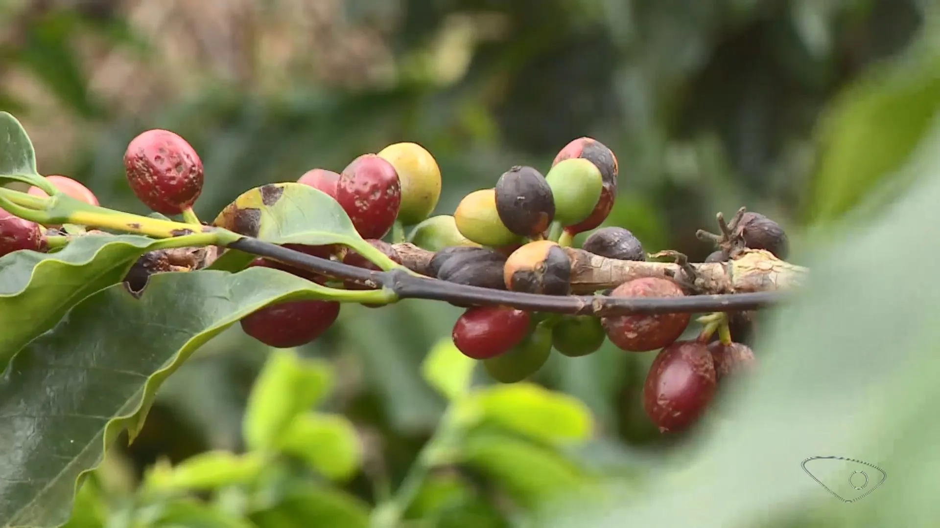 Café: Expectativa de super El Niño faz preços dispararem