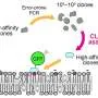 New biosensor reveals rare lipid gathers in membrane hotspots during cell stress