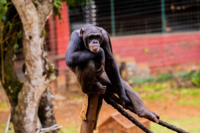 Conservação dos chimpanzés ocidentais de Serra Leoa: Entrevista com Willie Tucker do Tacugama