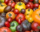 Tomates coloridos e premium ganham espaço no mercado britânico