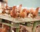 Crescimento do setor de aves pode comprometer segurança alimentar no Reino Unido, alertam ativistas