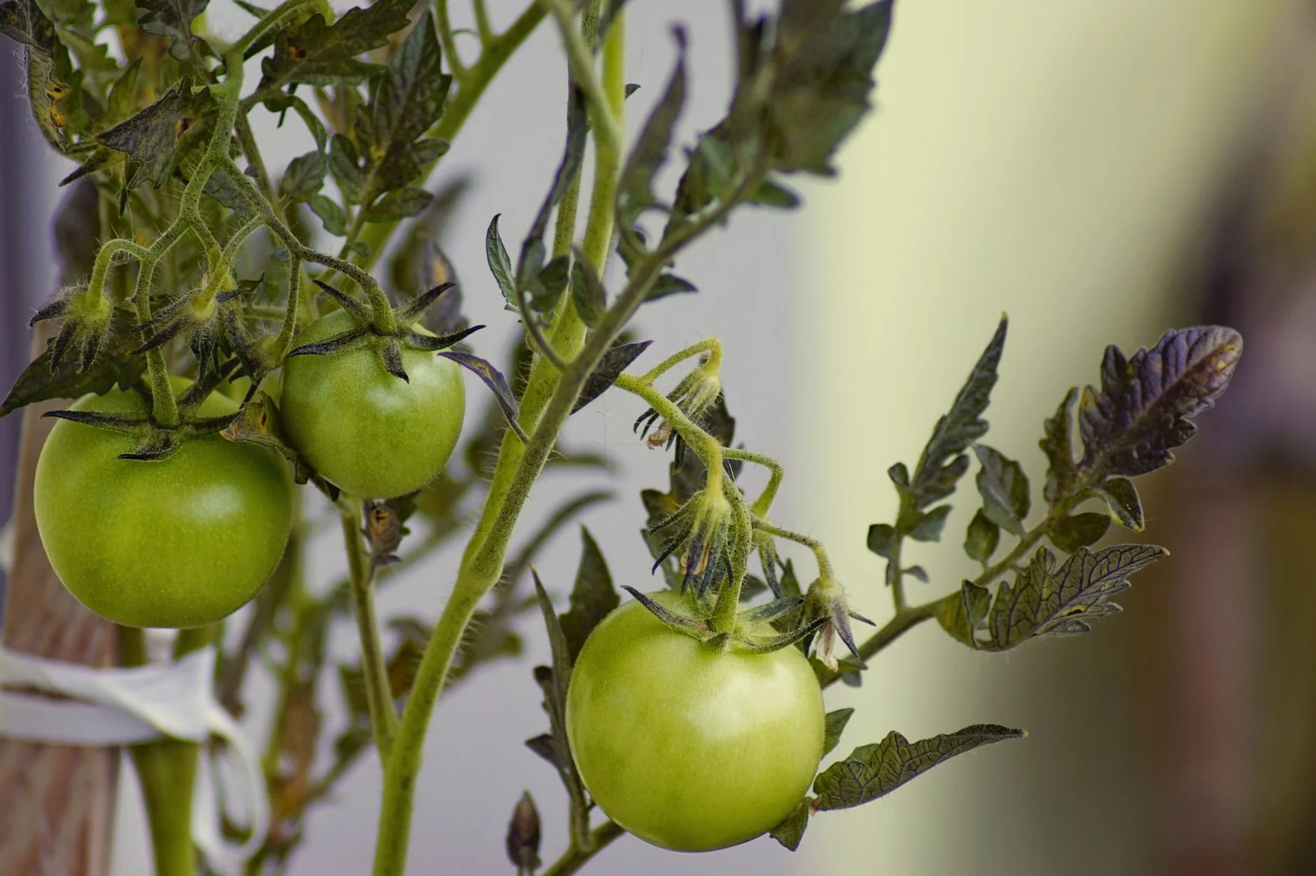 Pendurar tiras de papel-alumínio no pé de tomate: para que serve e por que é recomendado