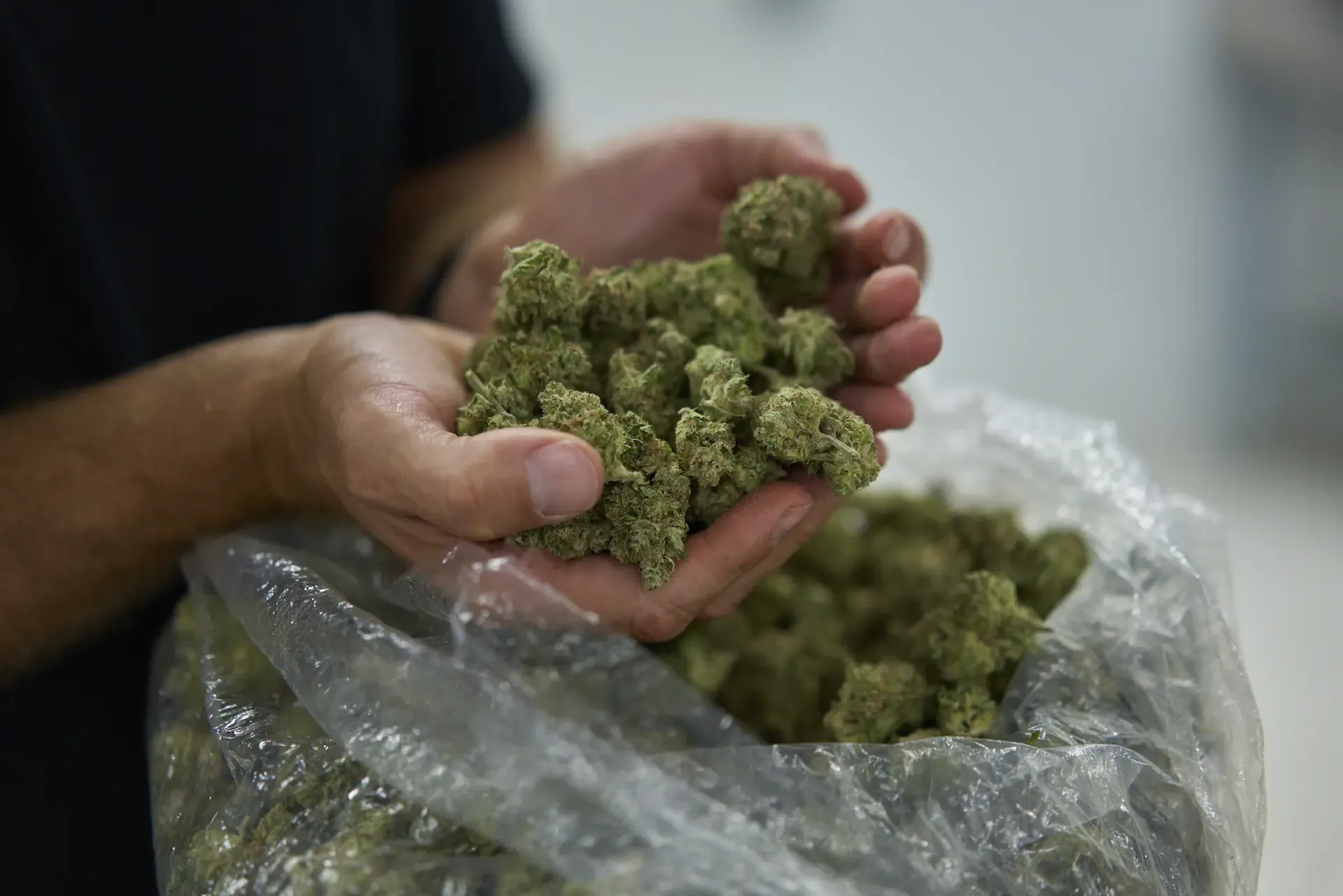 STF busca regulamentar acesso a medicamentos à base de cannabis