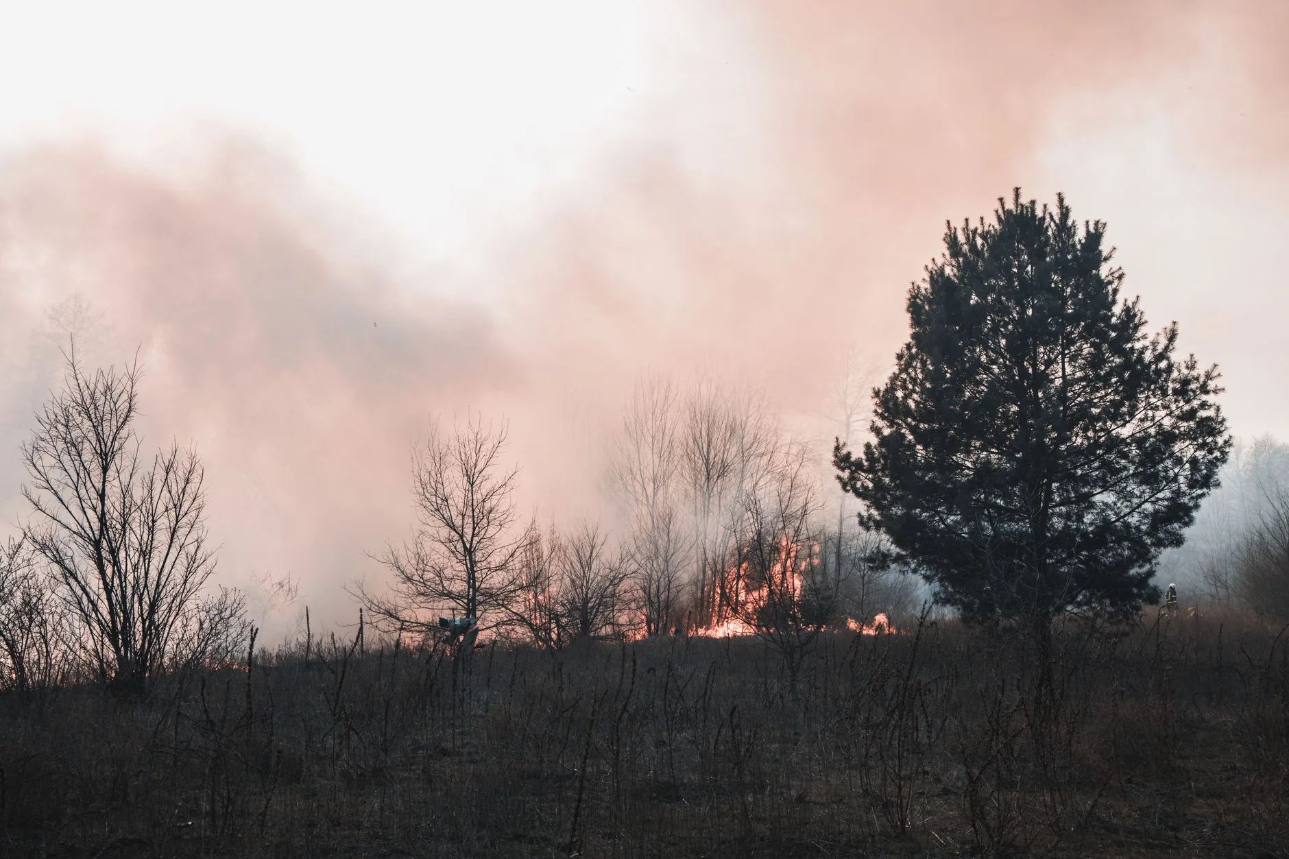 Incêndios Florestais: Um Sinal de Alerta Global