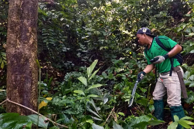 Corte de cipós acelera crescimento de florestas em Borneo, aponta estudo