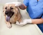 Veterinários do Reino Unido podem ter prescrições de medicamentos para pets limitadas a £21
