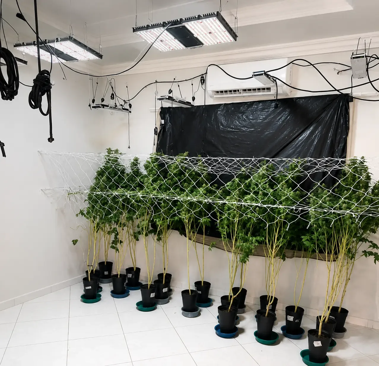 Suspeito é preso por furto de energia em estufa de maconha em Anápolis