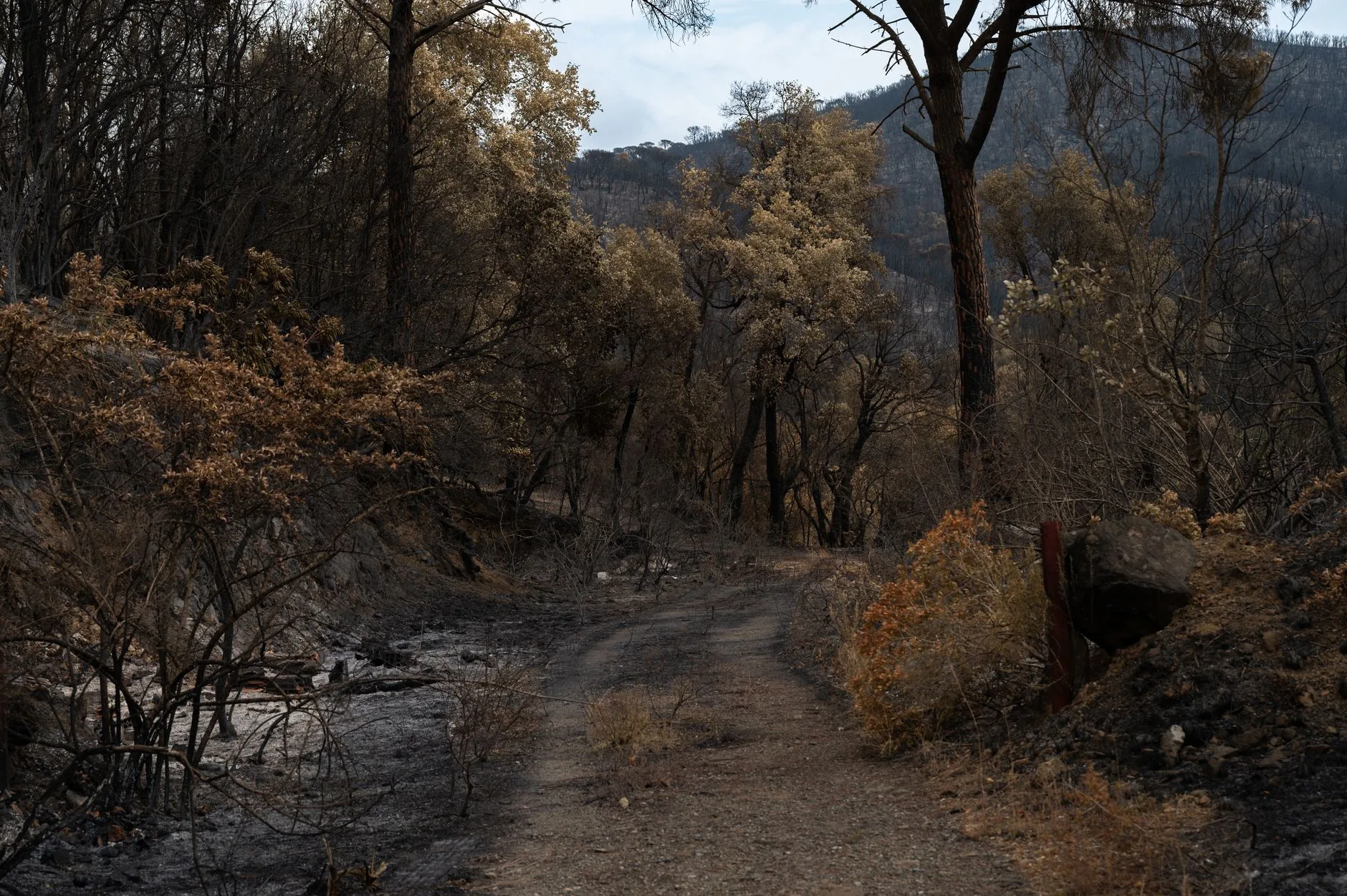 Entenda: O Impacto dos Incêndios Florestais na Europa em 2023