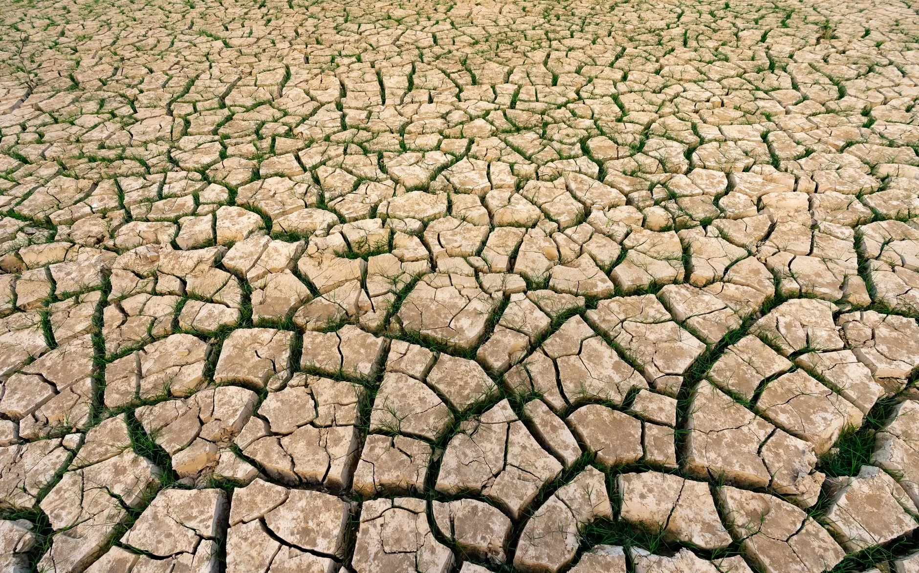 Contexto: O Impacto das Ondas de Calor na Europa e nos EUA