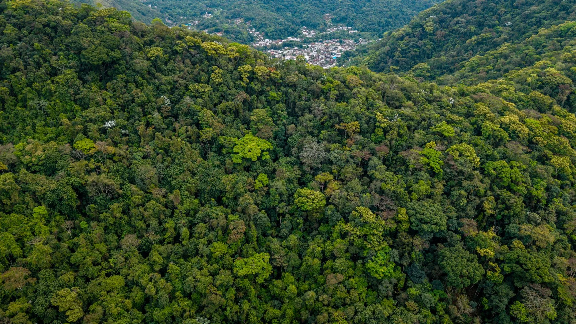 Contexto: A Importância da Preservação da Mata Atlântica e os Desafios Atuais